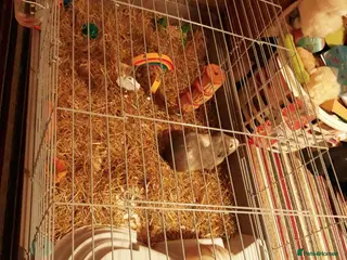 Guinea Pig rodents Miss laura - Advert 6