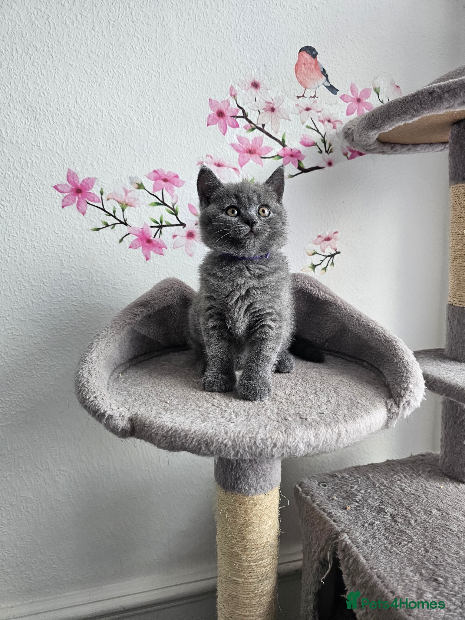 British Shorthair cats British Shorthair Kittens - Advert 1