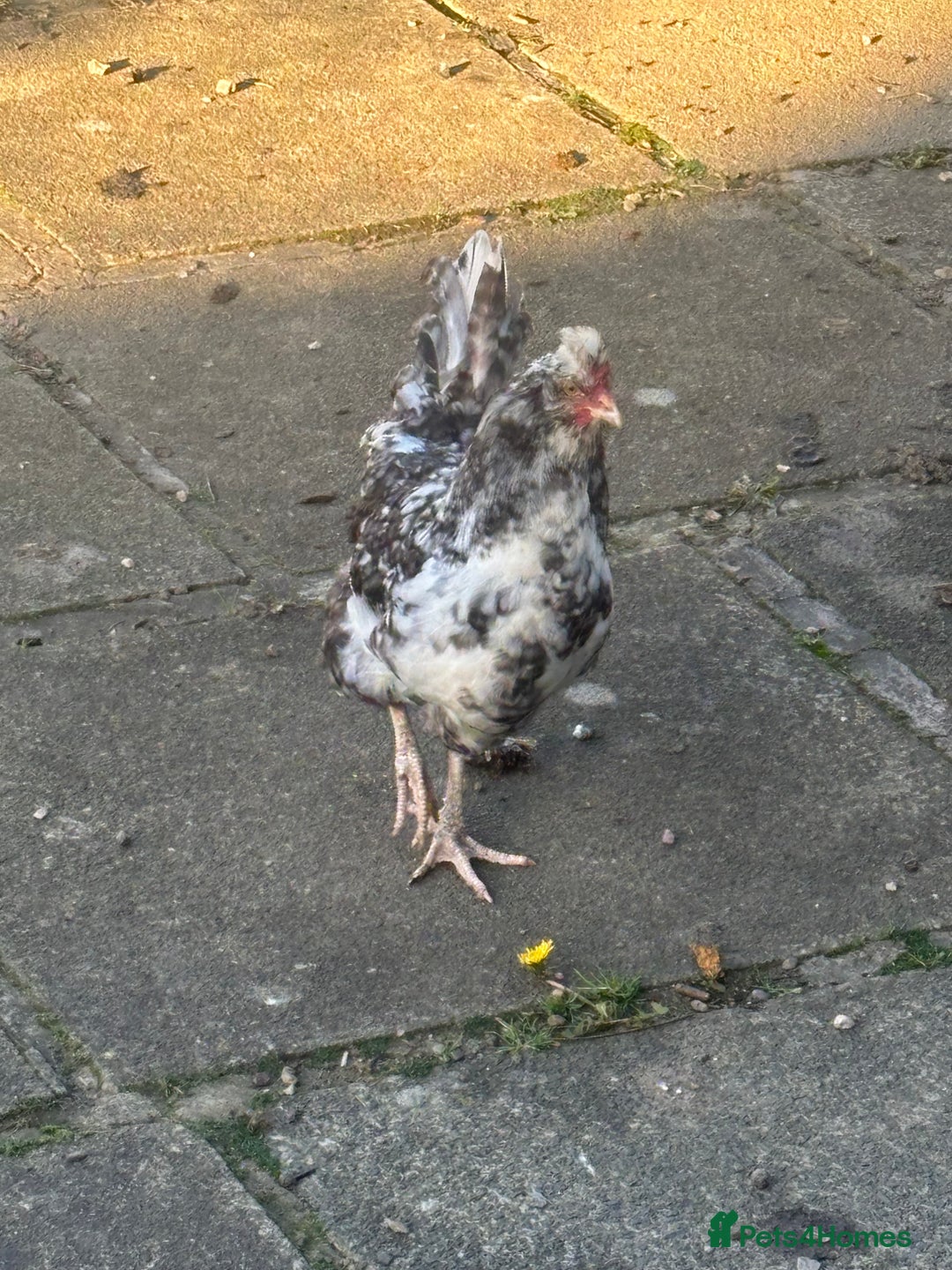 Chickens poultry for sale: Garden hens for sale - Image 1