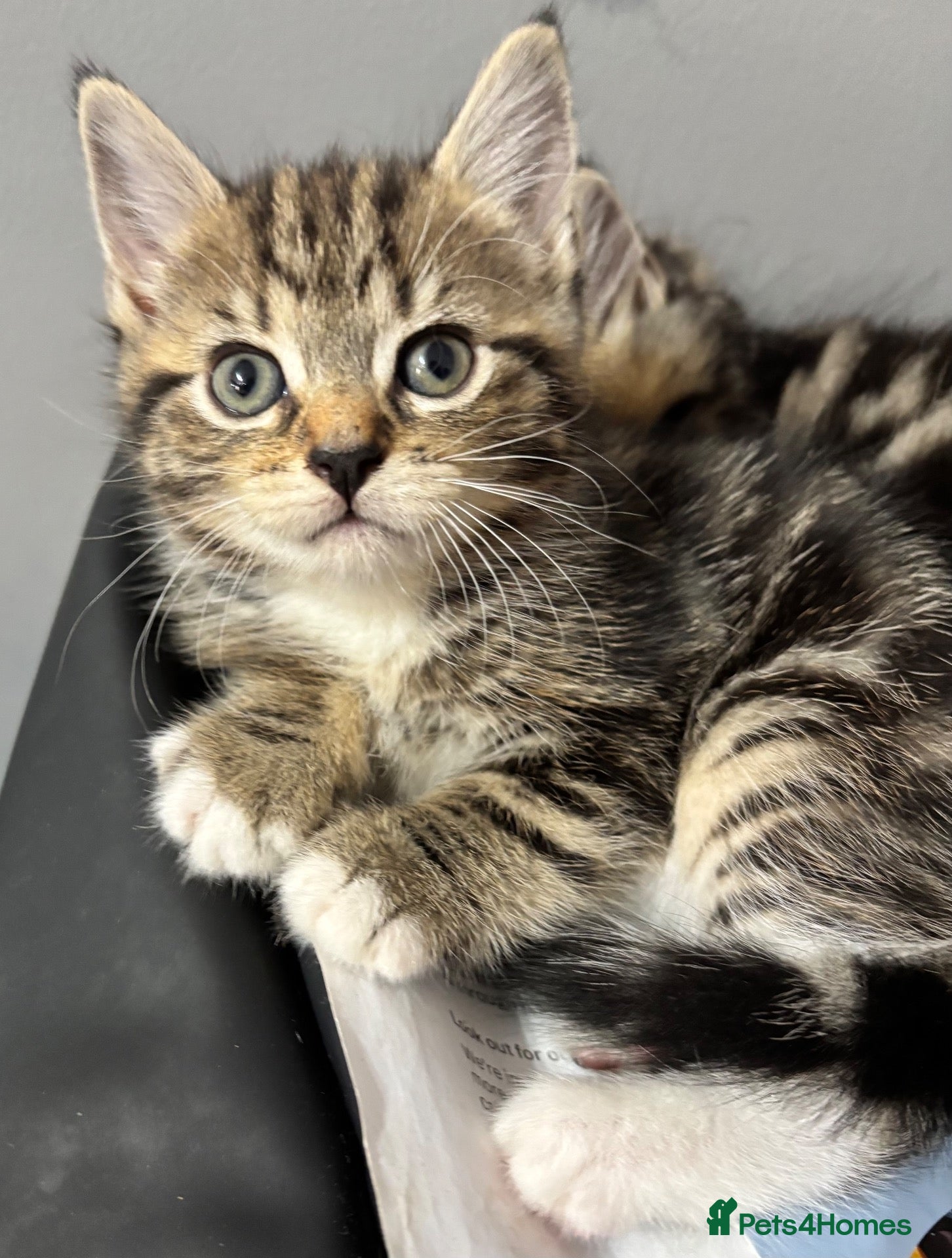 Mixed Breed cats Kittens for sale  - Advert 16