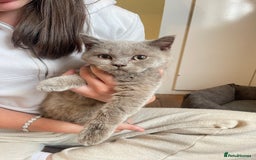 Scottish Fold cats for sale: Beautiful scotish fold straight ear kittens 🐱 ❤️ in Altrincham - Image 34