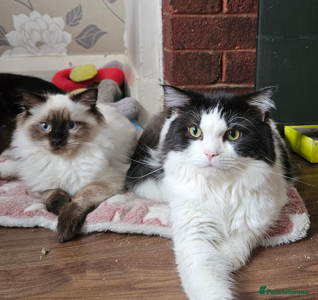 Ragdoll cats for sale: Seal Colourpoint Male - Advert 6