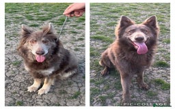 German Shepherd dogs for sale: Very rare Isabella German Shepherd pups - Image 8