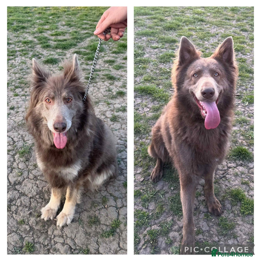 German Shepherd dogs for sale: Very rare Isabella German Shepherd pups - Image 8
