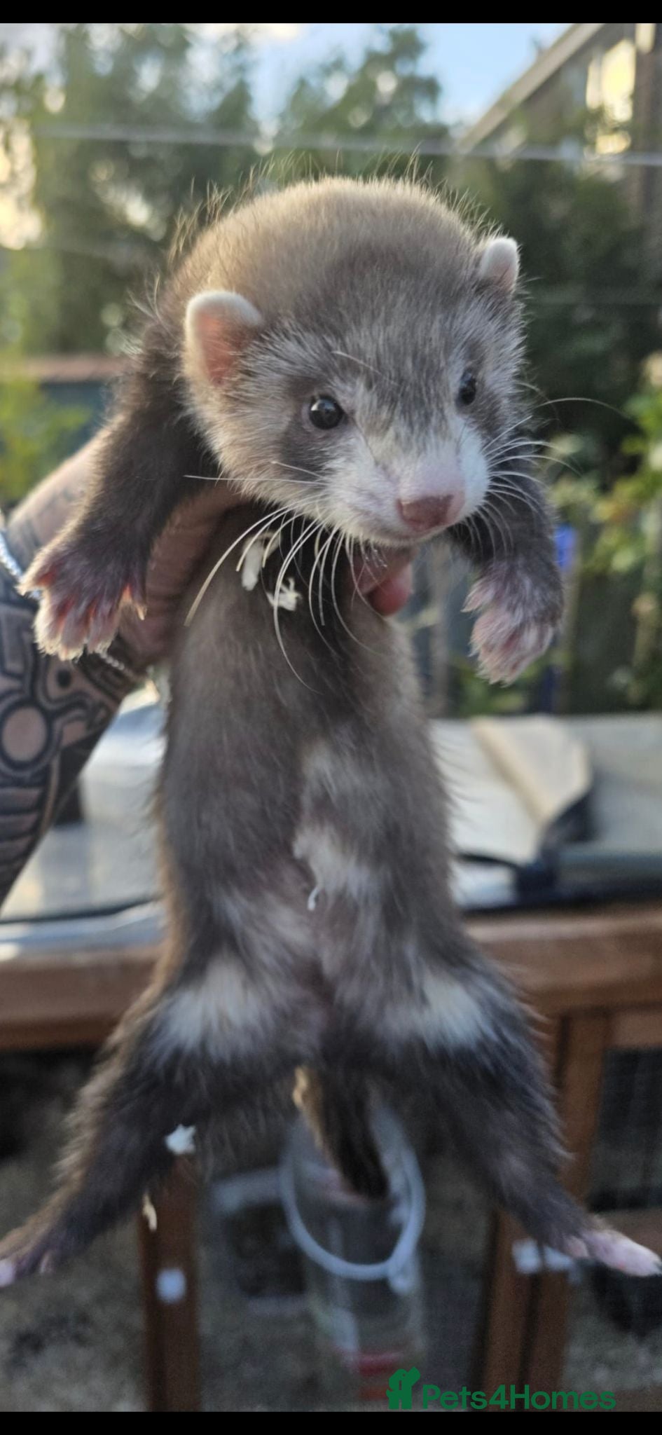 Ferret rodents Ferret kits  - Advert 1
