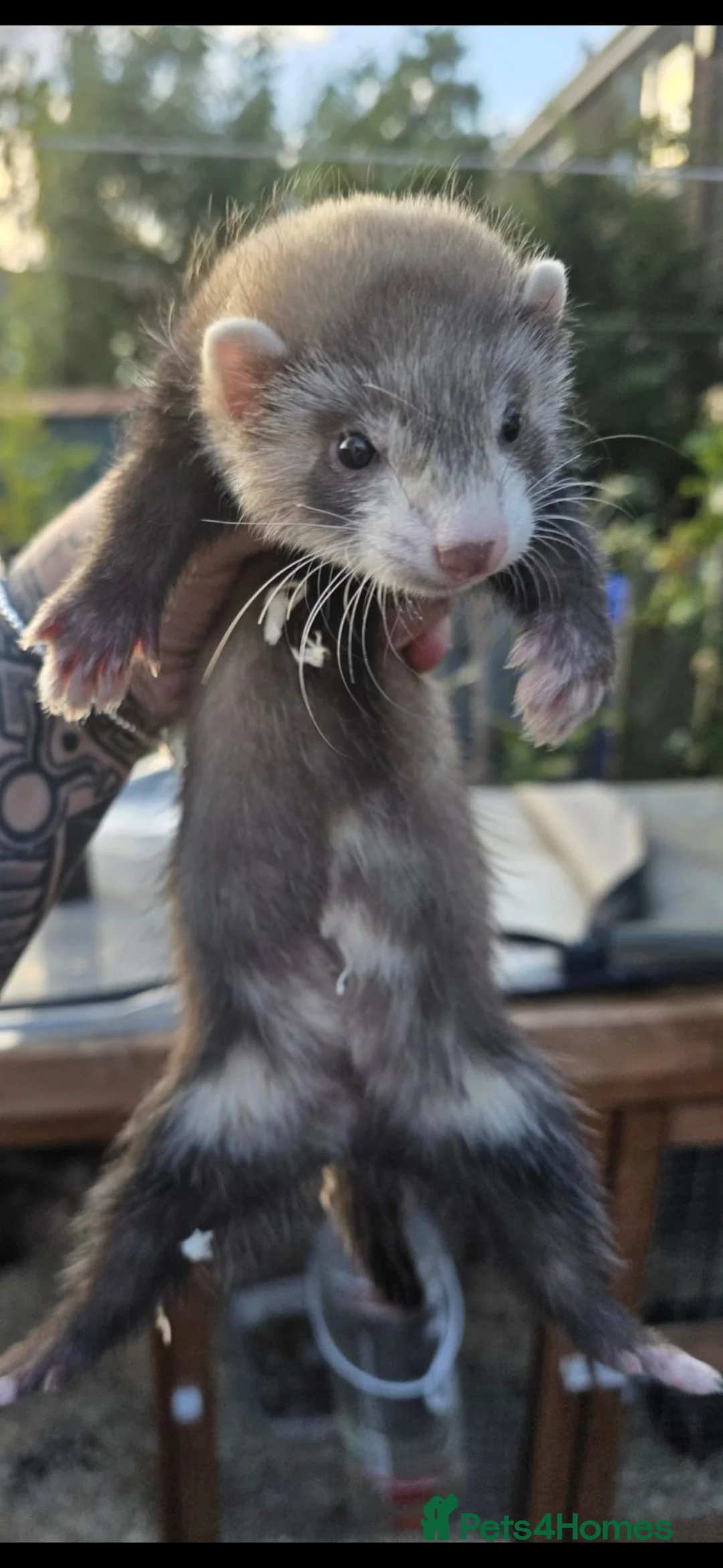 Ferret rodents for sale: Ferret kits  in Blyth - Advert 1