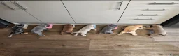 Dorset Olde Tyme Bulldogge dogs for sale: Old tyme bulldog puppies  in Farnborough - Advert 1