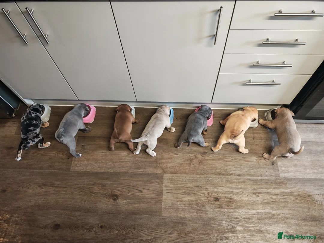 Dorset Olde Tyme Bulldogge dogs for sale: Old tyme bulldog puppies  in Farnborough - Advert 1