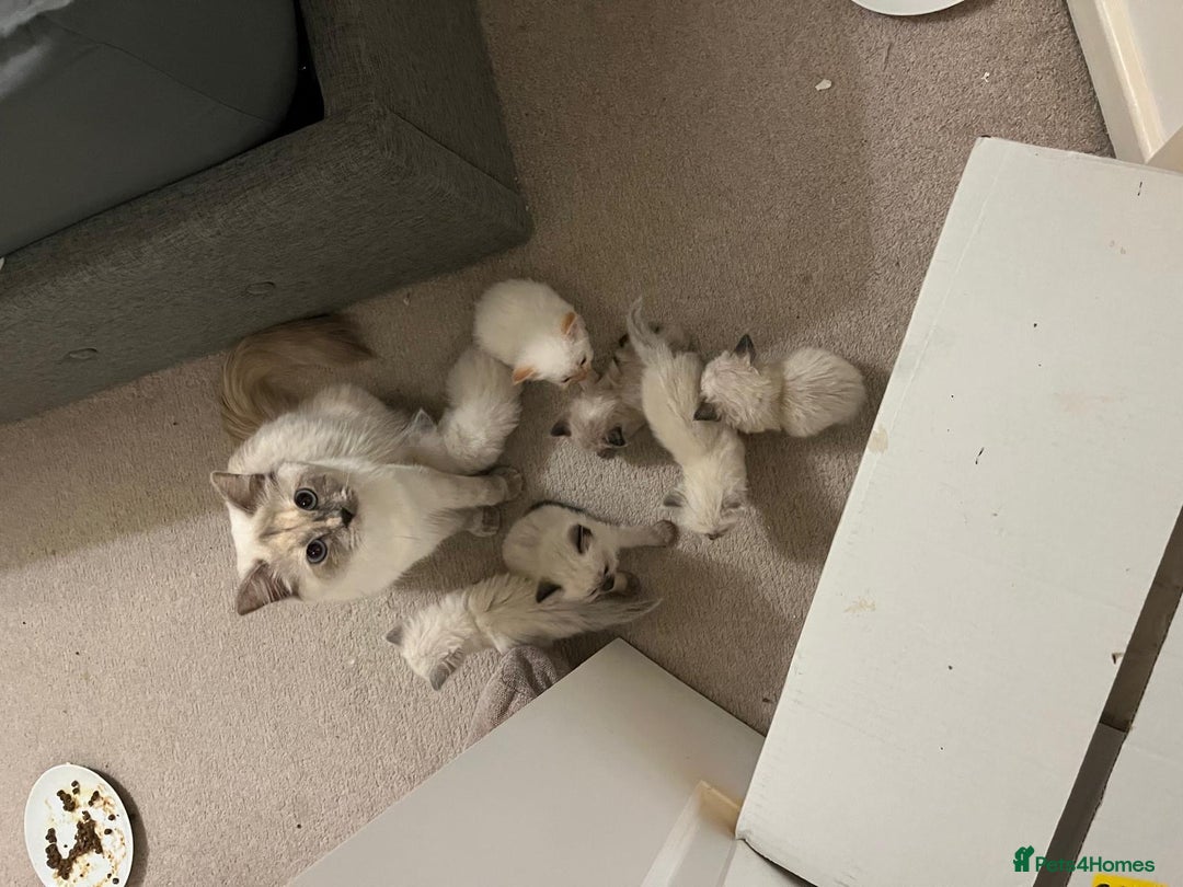 Ragdoll cats for sale: Cute ragdoll kitten - last girl left - Advert 14