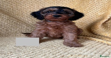 Cockapoo dogs - Advert 6