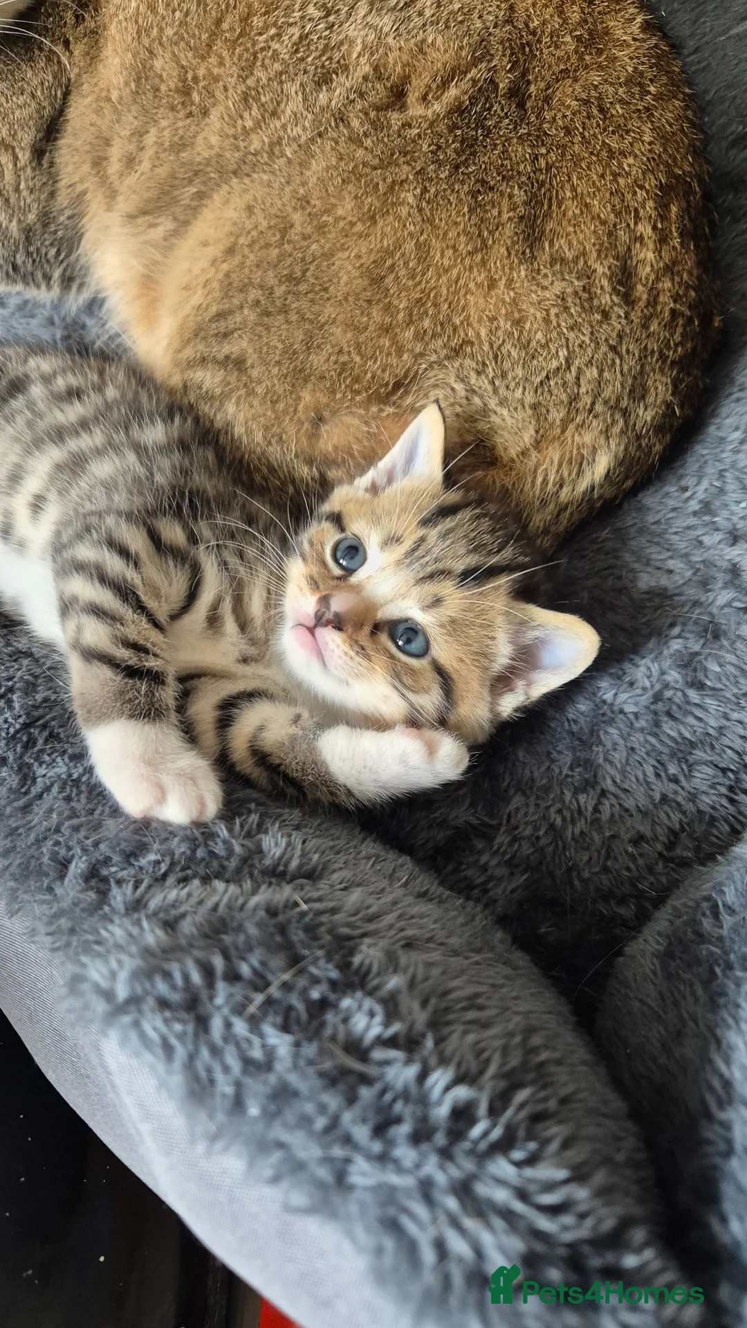 Scottish Fold cats for sale: Scottish Straight Boy looking for his forever home - Advert 11