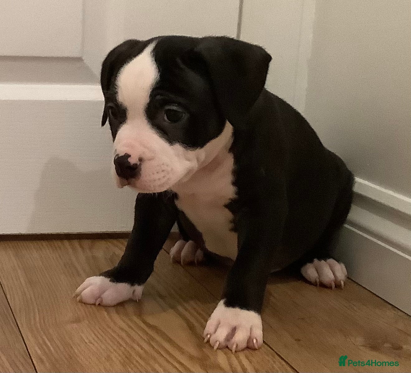 American Bully dogs Ready now! ABKC pocket bullies for sale.  - Advert 2