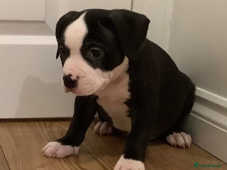 American Bully dogs Ready now! ABKC pocket bullies for sale. - Advert 1