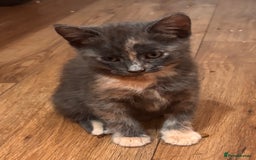 Domestic Shorthair cats for sale: 2 loving family playful kittens - Image 9