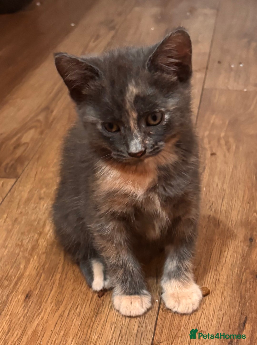 Domestic Shorthair cats for sale: 2 loving family playful kittens - Image 9