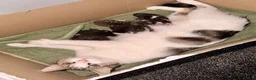 Mixed Breed cats for sale: Kittens  - Advert 15