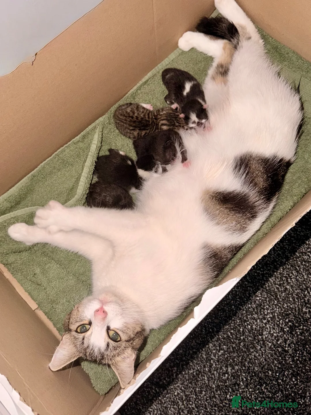 Mixed Breed cats for sale: Kittens  - Advert 15