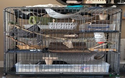 Rat rodents for sale: 6 rats for rehoming  - Image 1