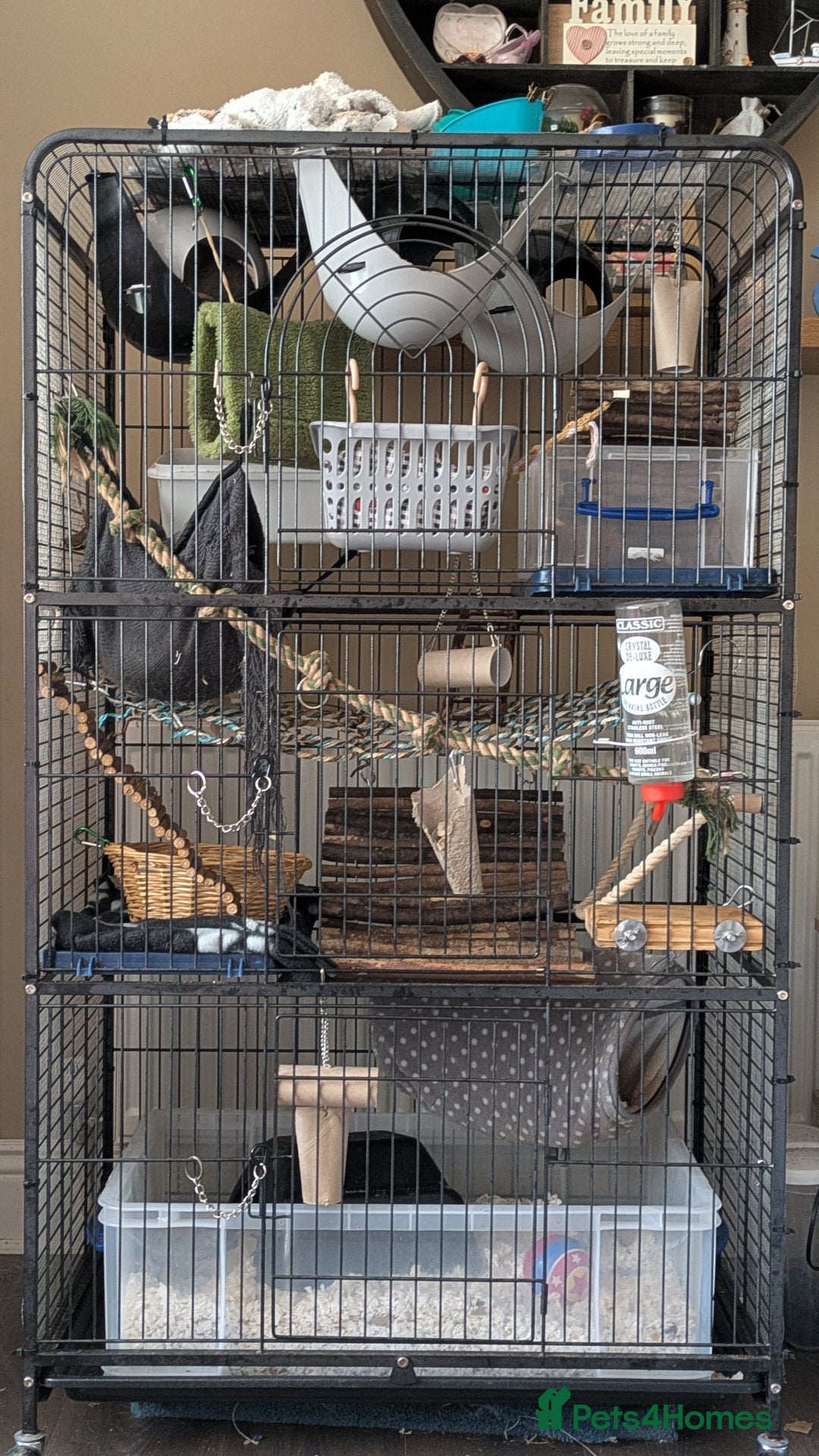 Rat rodents for sale: 6 rats for rehoming  - Image 1