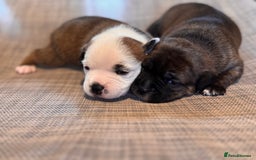 Staffordshire Bull Terrier dogs for sale: KC Staffordshire Bull Terrier - Image 8