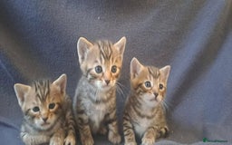 Bengal cats for sale: 3 Left- Beautiful litter of Bengal kittens  - Image 2