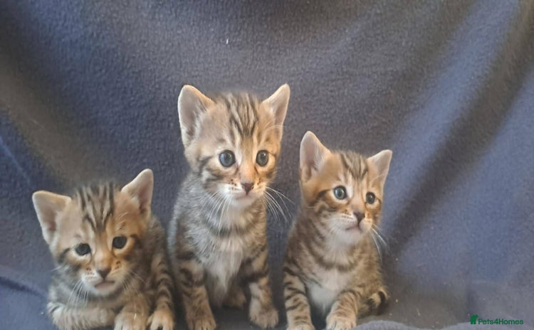 Bengal cats - Advert 15