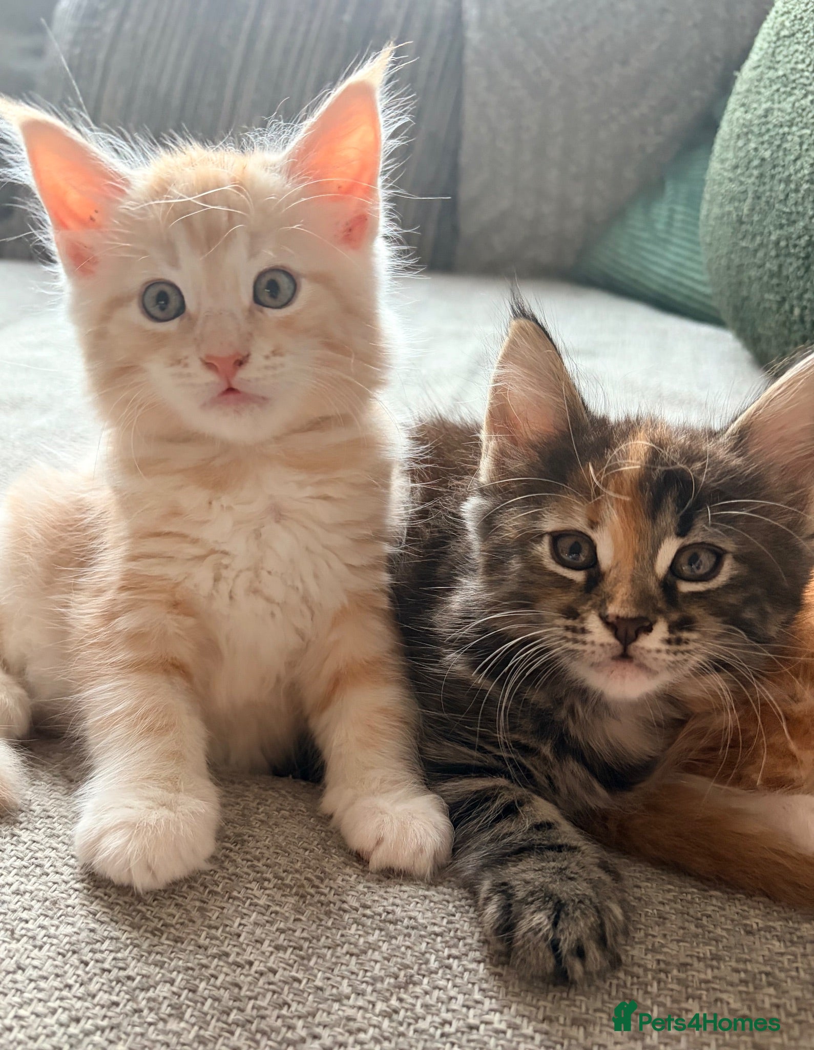 Maine Coon cats Maine coon kittens ready to reserve  - Advert 1