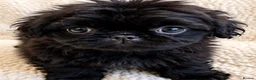 Shih Tzu dogs for sale: The Original Teddybear Puppies!  - Advert 6