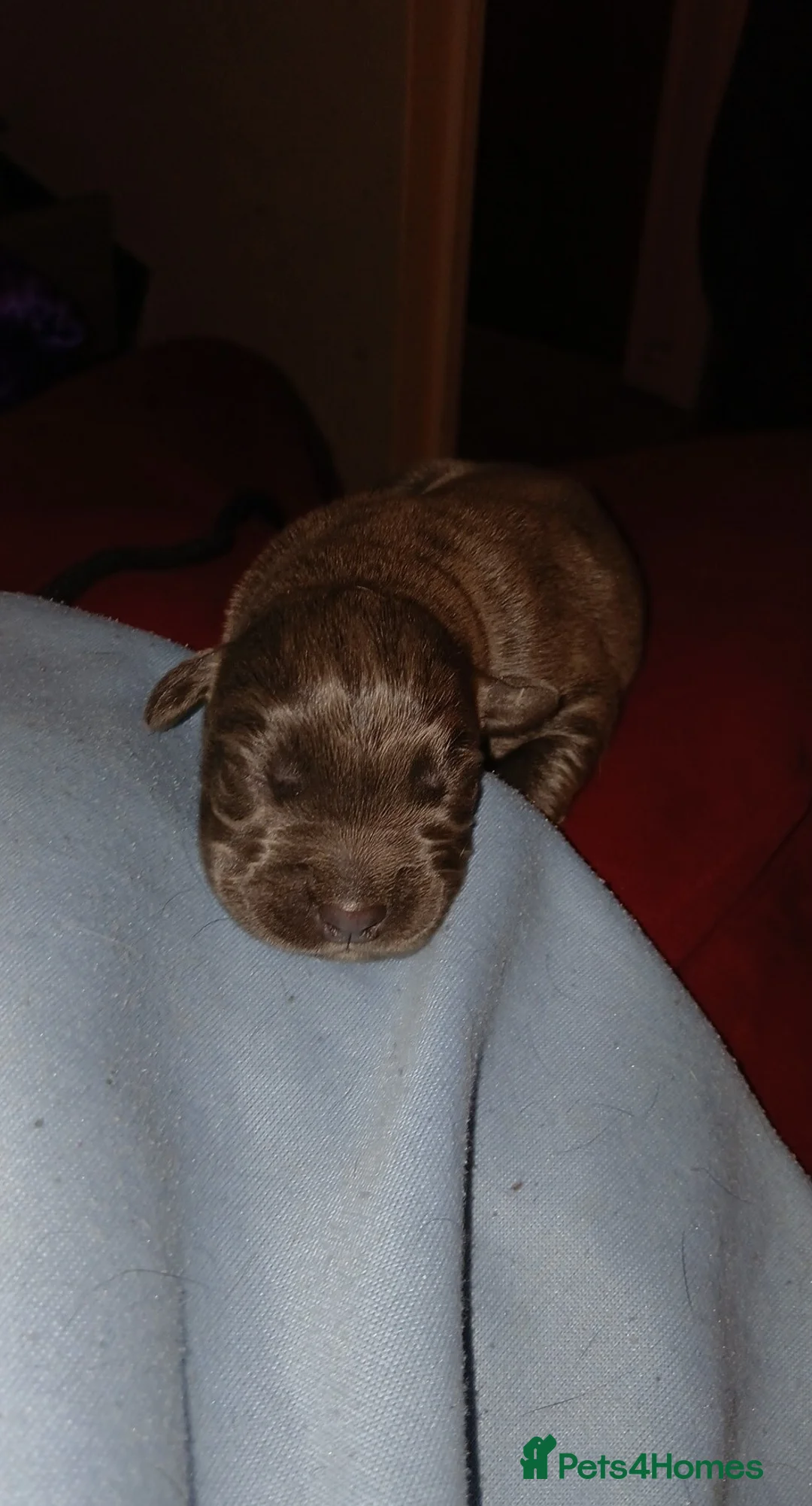 Cane Corso dogs for sale: Pure bred blue cane corso puppies for sale  - Advert 5