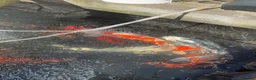 Pond Fish fish for sale: Various koi and goldfish  - Advert 3
