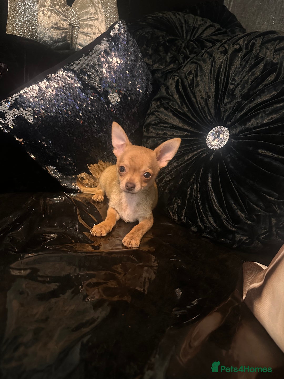Chihuahua dogs for sale: Perfect chihuahua puppies 🩷💙 - Image 8