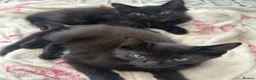 Mixed Breed cats for sale: Black half Ragdoll kittens for sale - Advert 12