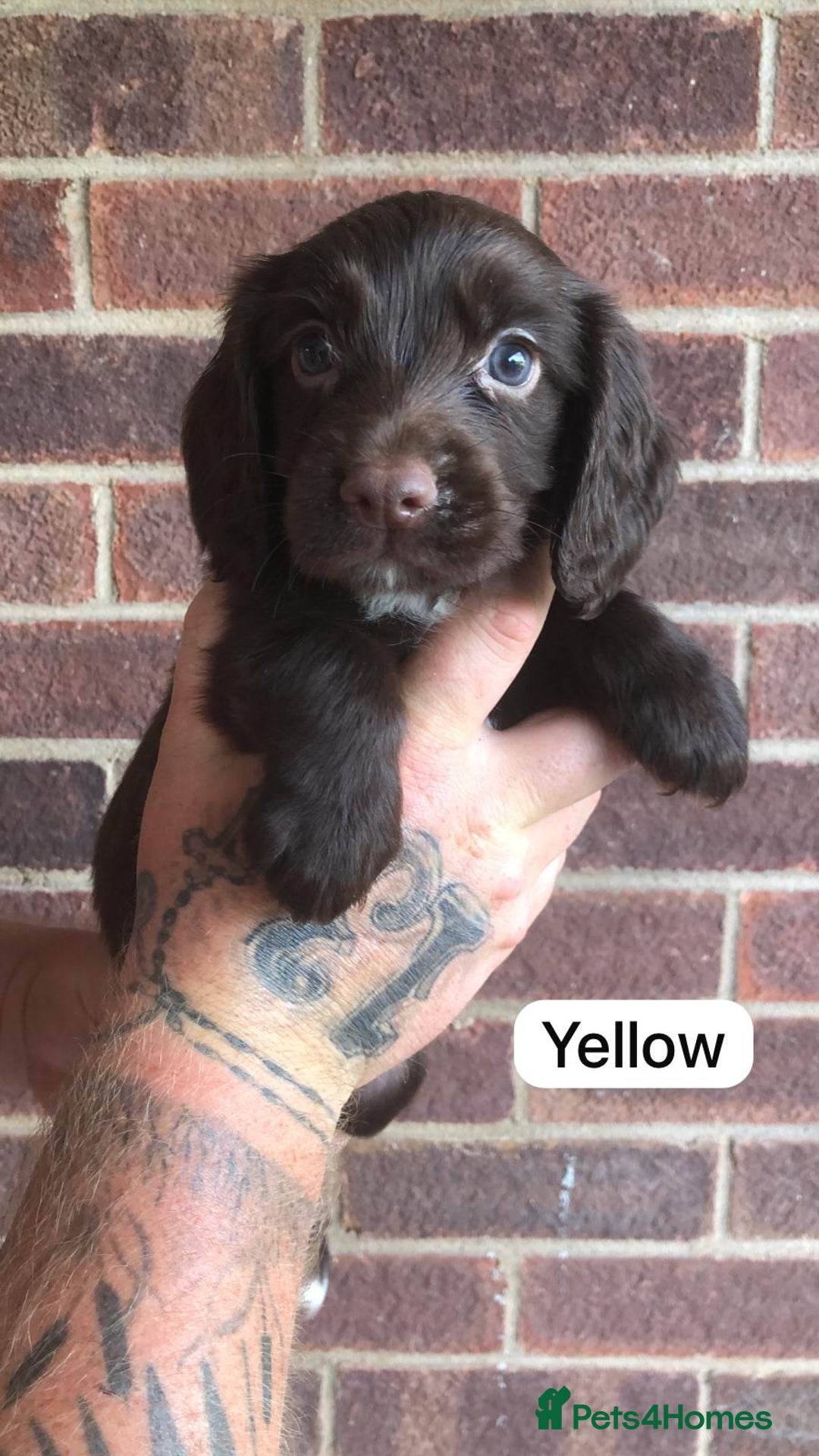 Sprocker dogs for sale: F1 Sprocker Puppies - Image 3