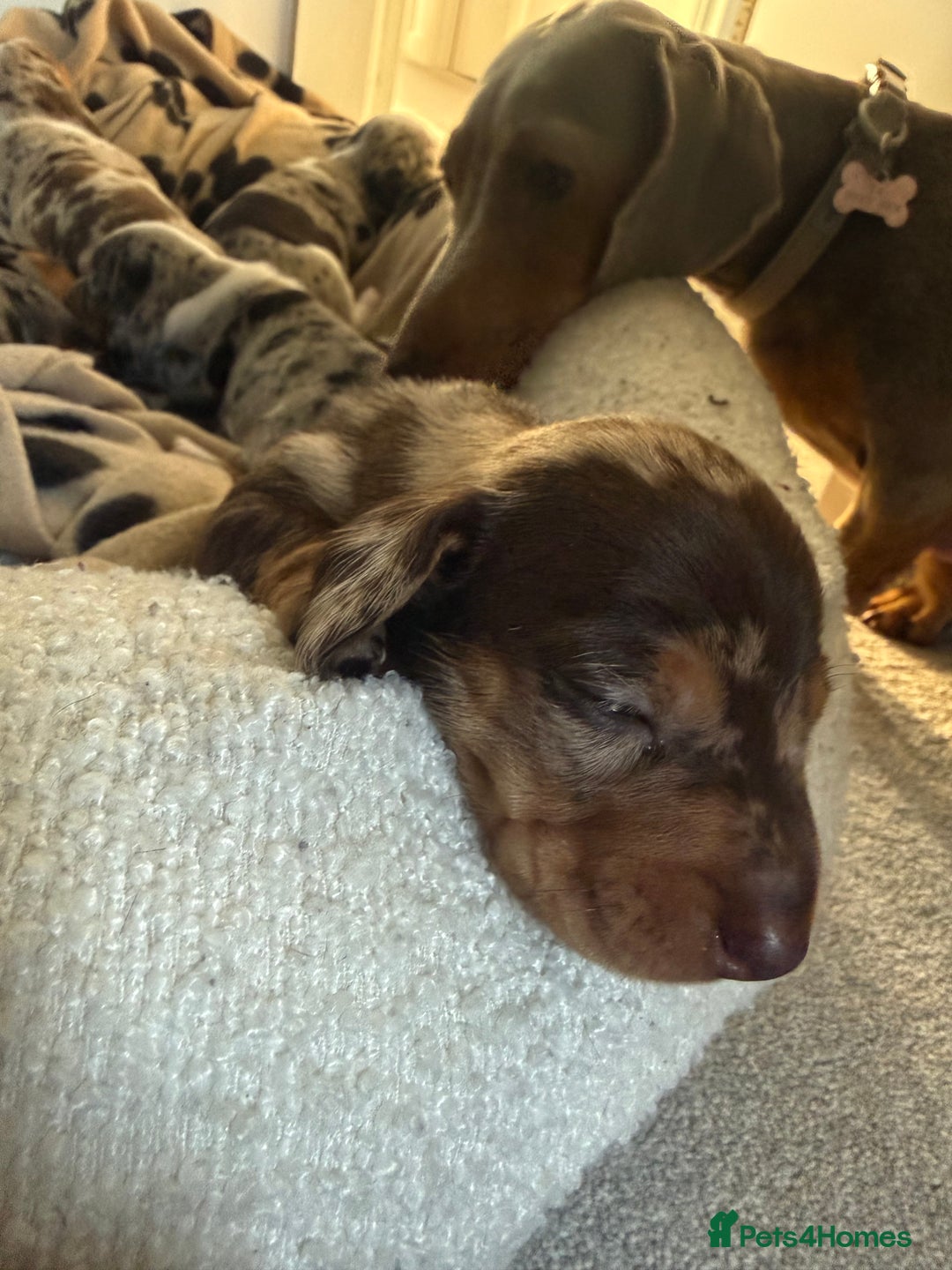Miniature Dachshund dogs for sale: 🐾 5 Mini Dachshunds 4 dappled, 1 choc 🐾 - Advert 20