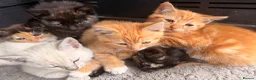 Mixed Breed cats for sale: Siamese cross tabby kittens for sale  - Advert 3