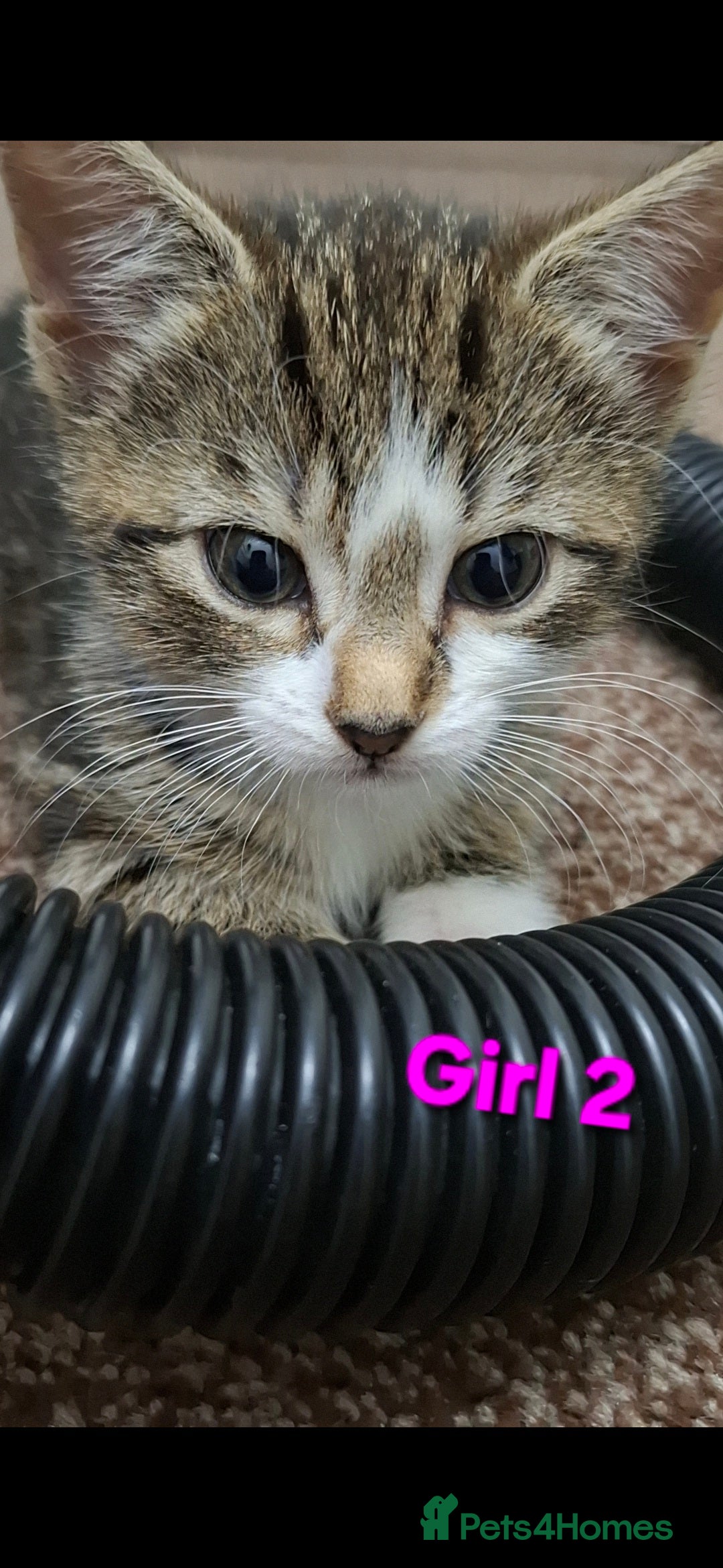 Mixed Breed cats for sale: 3 beautiful kittens for adoption  - Advert 13