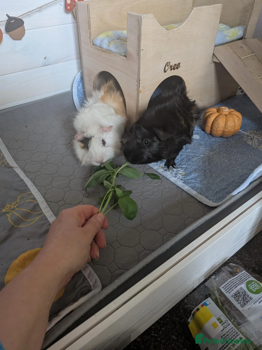 Guinea Pig rodents for sale: Bueno and Oreo  - Advert 2