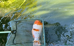Koi Carp fish for sale: Koi must go urgently  - Image 2