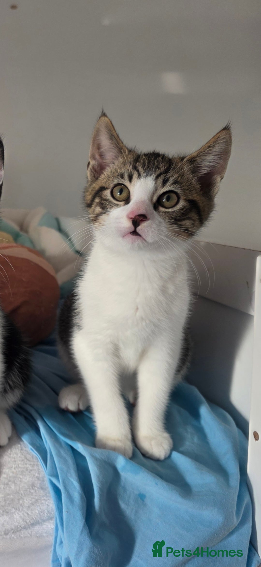 Mixed Breed cats for sale: 3 boys and 1 girl ready for new homes.  - Advert 5