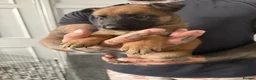 Belgian Shepherd Dog dogs for sale: Alert Eyes, Brave Spirits & Unshakable Loyalty in Glasgow - Advert 20