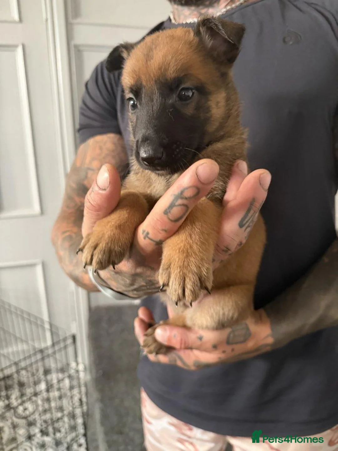 Belgian Shepherd Dog dogs for sale: Alert Eyes, Brave Spirits & Unshakable Loyalty in Glasgow - Advert 20