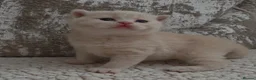 British Shorthair cats for sale: Beautiful cream GCCF British shorthair  - Advert 3