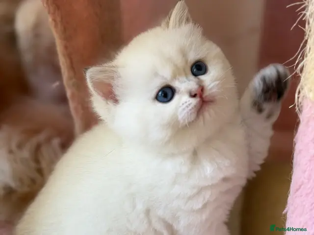 British Shorthair cats for sale: BRITISH SHORT HAIR NY12,GOLDEN , WHITE COLORPOINT - Advert 3