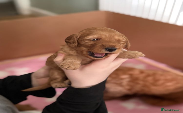 Cockapoo dogs - Advert 7