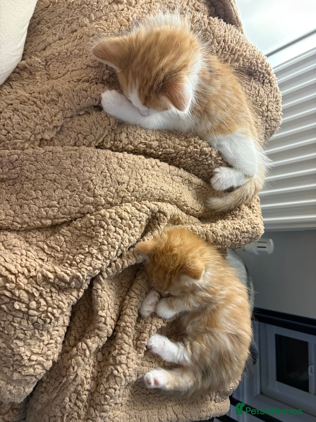 Mixed Breed cats for sale: Jude the Dude and Princess Peaches - Advert 8