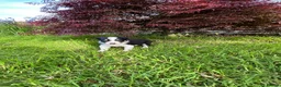 Border Collie dogs for sale: Adorable Border Collie puppies  - Advert 6