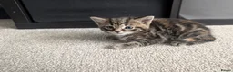 Mixed Breed cats for sale: Scottish straight, turquoise shell adorable 🥰  - Advert 5