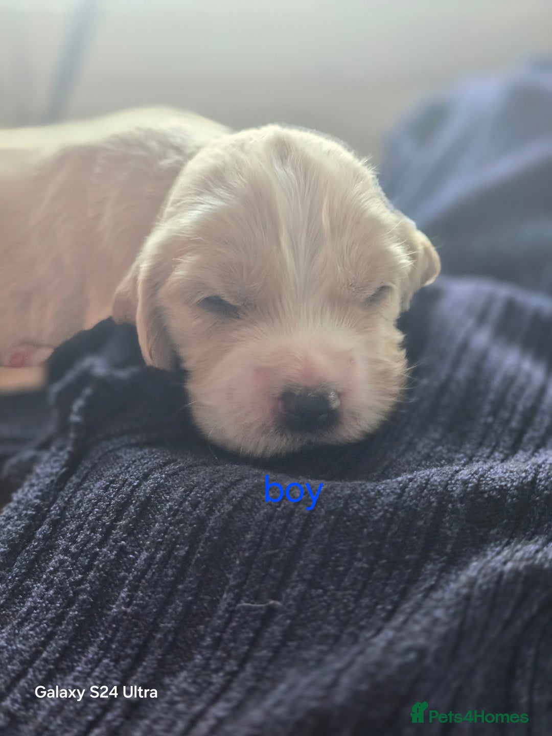 Cocker Spaniel dogs for sale: Cocker spaniel puppies 🐶  - Image 11