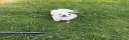 Maltese dogs for sale: Top quality girl for pet home! - Advert 6
