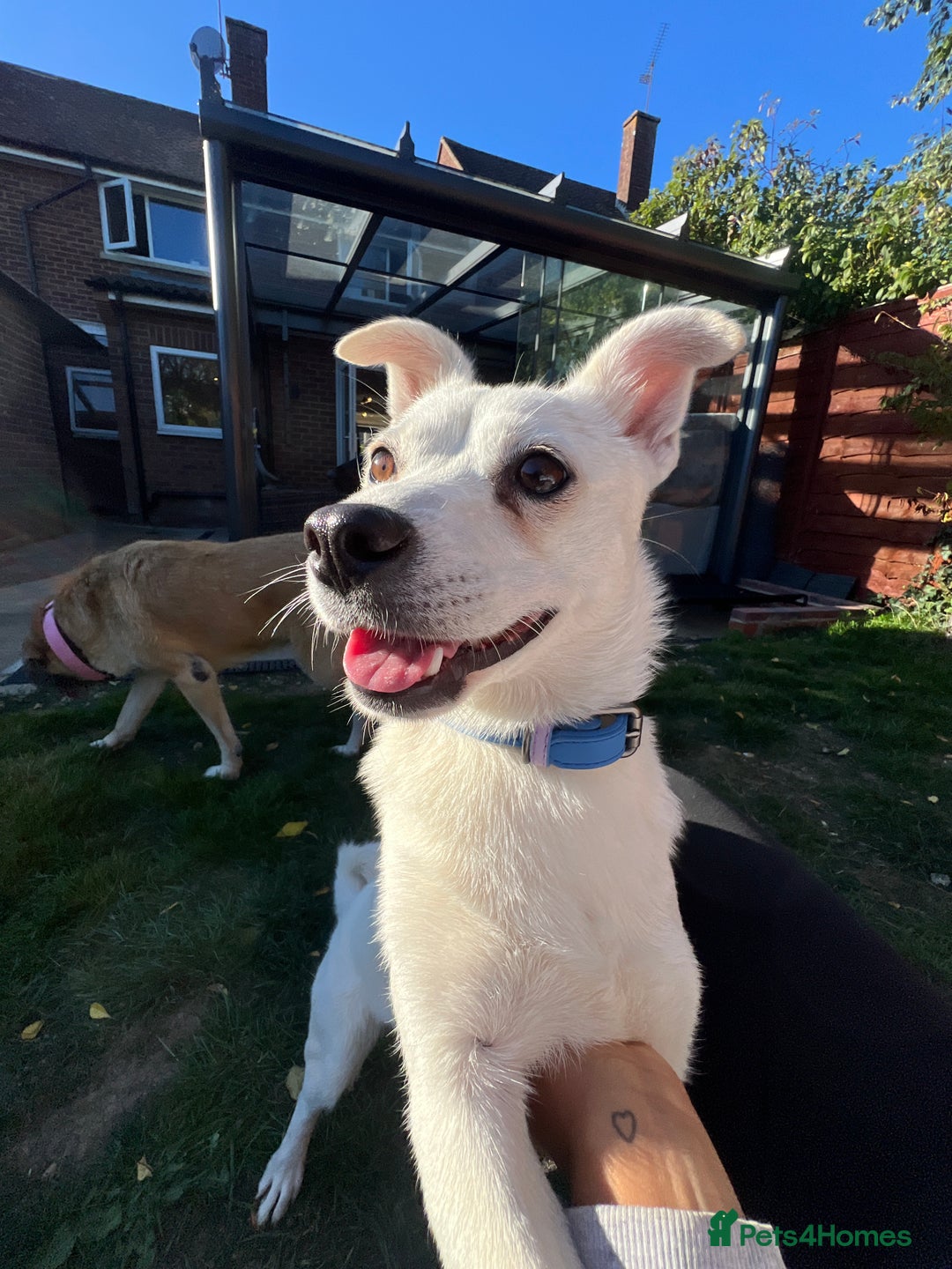 Mixed Breed dogs for adoption: 💚 Cute Ivy is Ready for her forever home! - Image 1